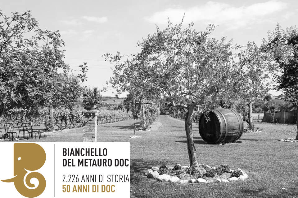 50°Bianchello