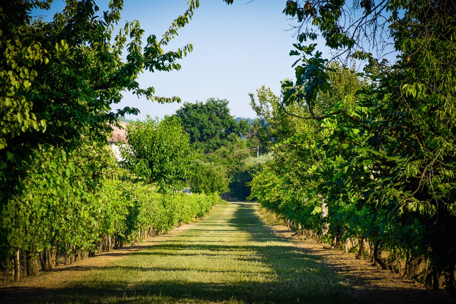 Panorama circostante